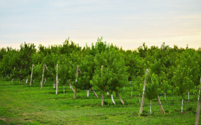 Planting Orchards, Not Windbreaks